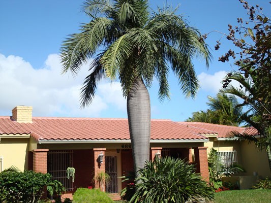 Pseudophoenix vinifera rare palm tree 1gal $45