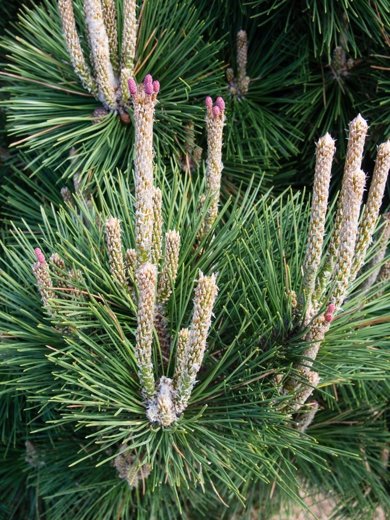 1 Japanese Black Pine Pinus thunbergii Starter Plant