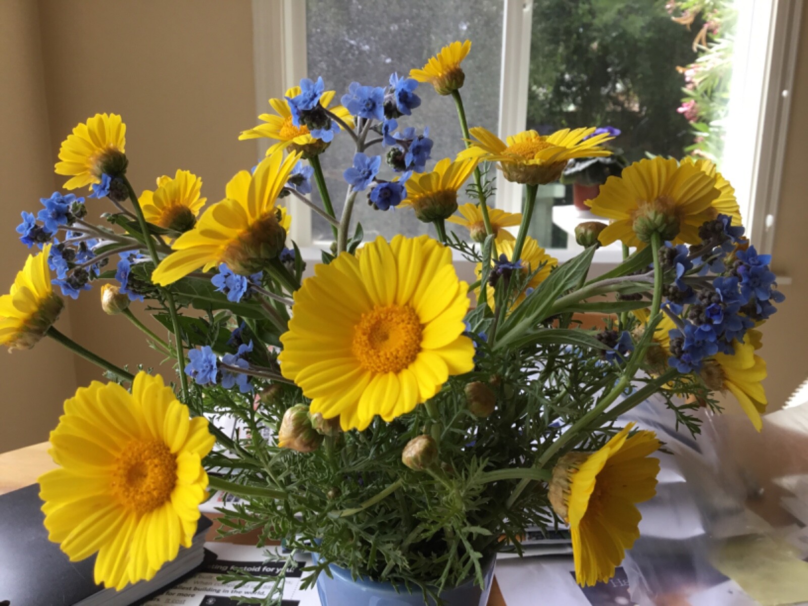 Flowers of Ukraine Flag Blue and Butter Yellow Seeds Forgetmenot and Daisy