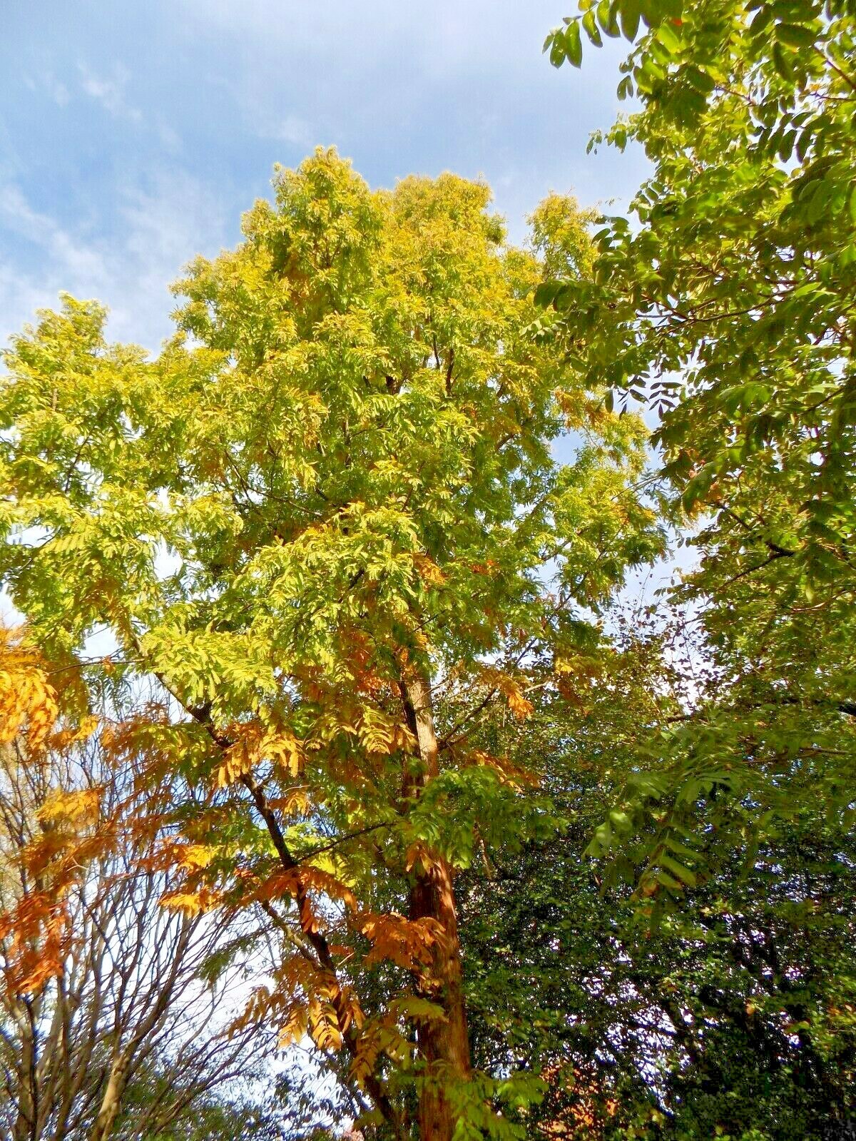 20 GOLD RUSH DAWN REDWOOD SEEEDS – Metasequoia glyptostroboides ‘Ogon’