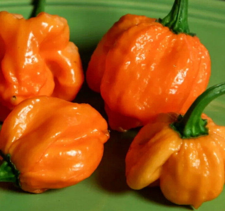 ORANGE SCOTCH BONNET PEPPER SEEDS 20+ “HOT” CARIBBEAN vegetable GARDEN free ship