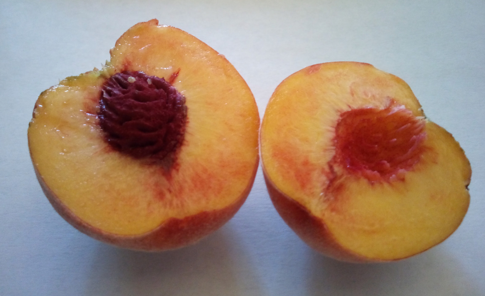 Lot Six (6) Summer O’Henry Peach Tree Seeds Pits Fruit Crop Rich Taisting 2025