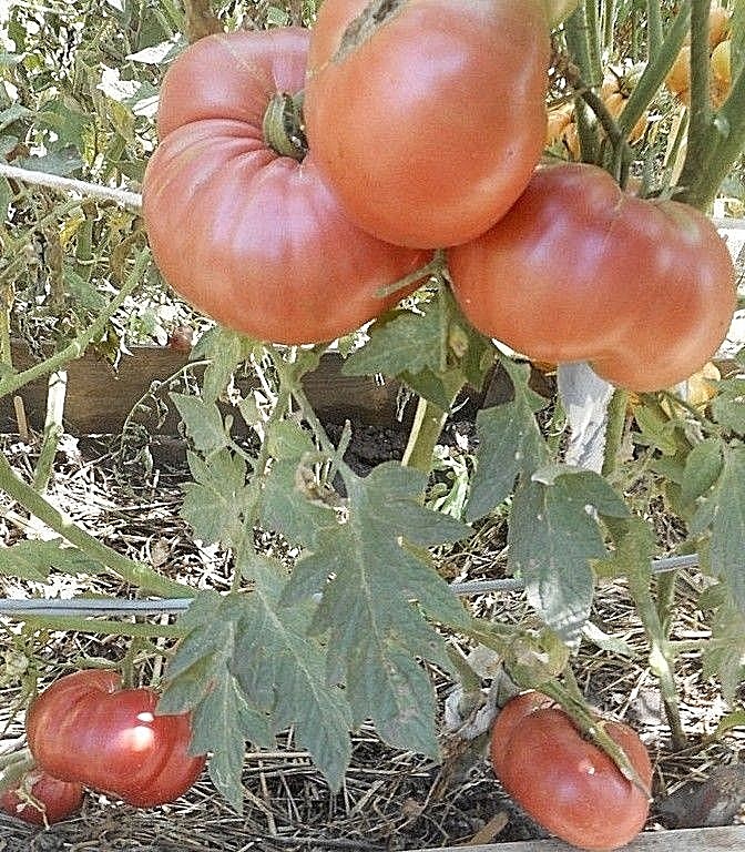 Purple Dog Creek heirloom tomato seeds non-gmo open pollinated DELICIOUS!