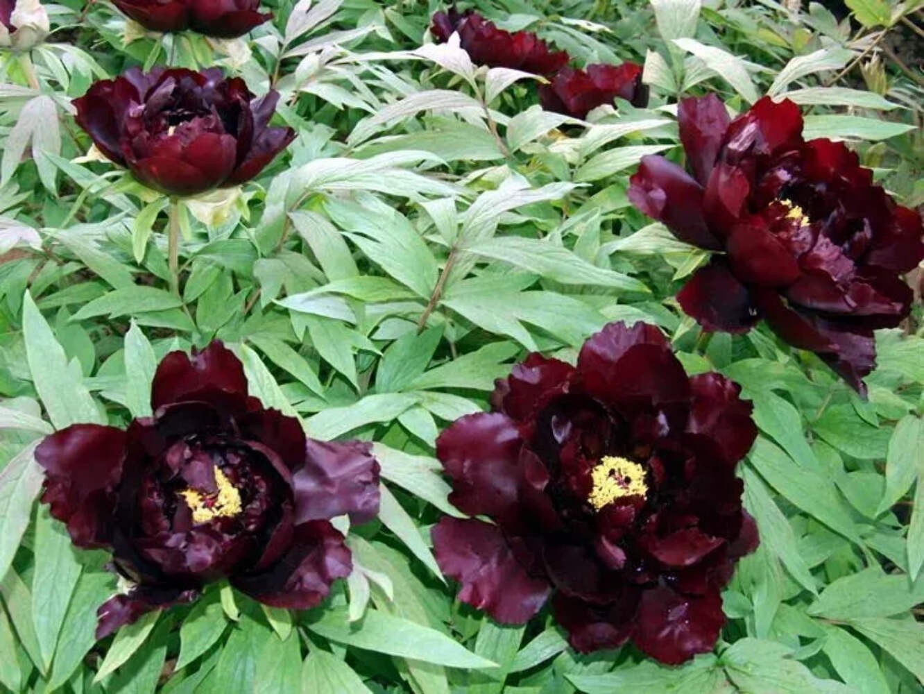 Hatsugarasu Japanese large flower tree peony Preorder for fall 2026