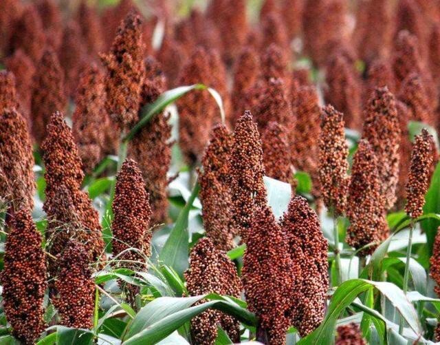 5000 Giant Red Sorghum Seeds for Planting (Wildlife Forage)