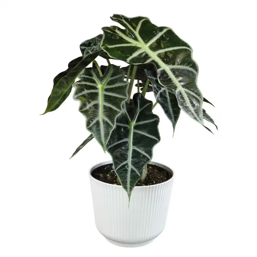 6 In. White Pot Alocasia Polly Decorative Elephant Ear House Plant Gift