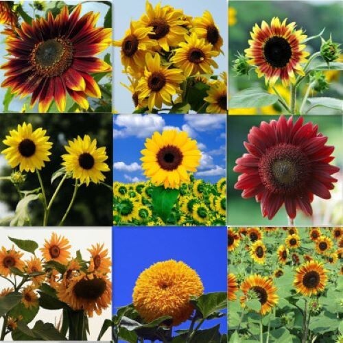 50+Autumn Beauty Sunflower Mix seeds Bees Love Colorful Beautiful Garden USA