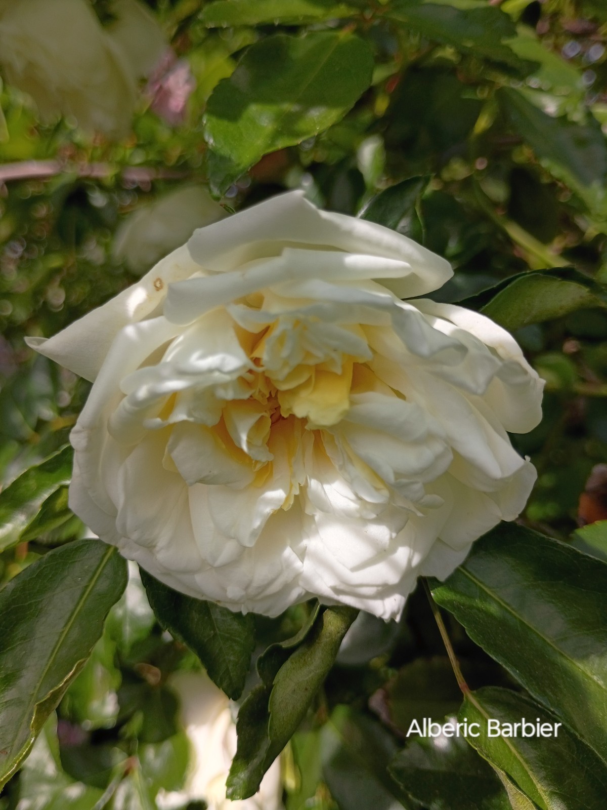 Alberic Barbier_Cream Yellow To White Rambler ERose Blossoms 6″ Pot Live Plant