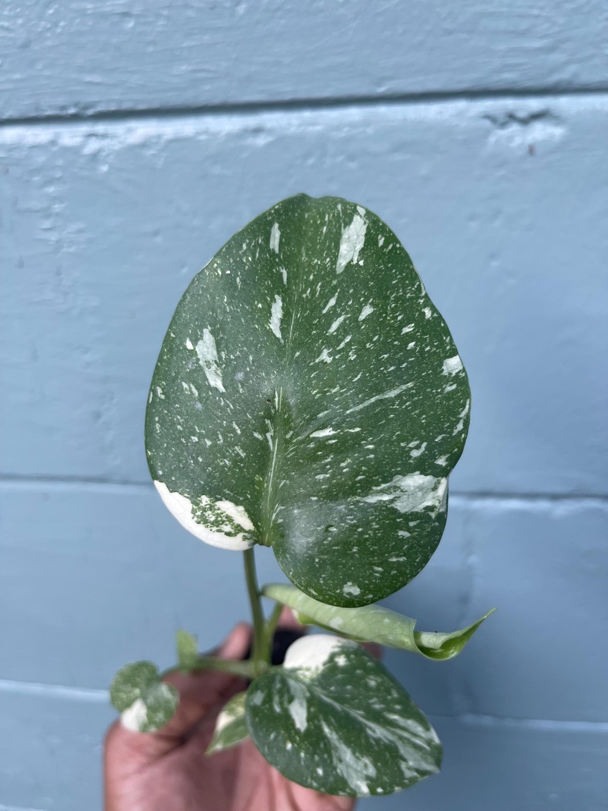 Variegated Monstera Thai Constellation Rare Live Indoor Tropical Houseplant