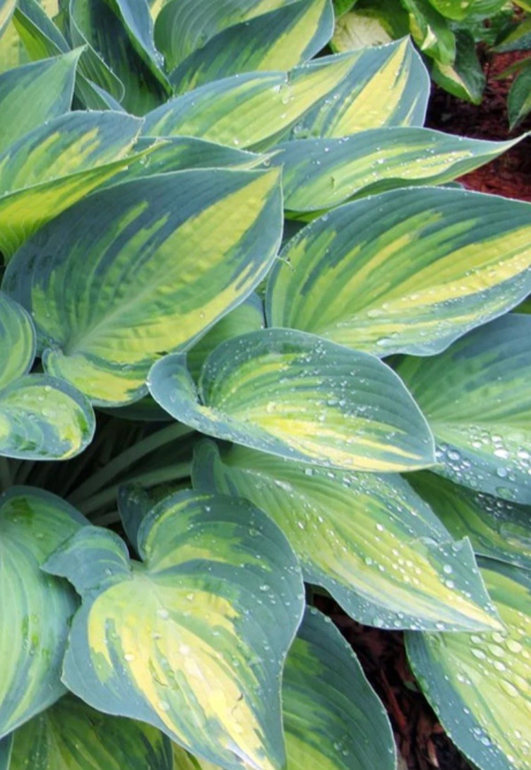 Hosta June (1)