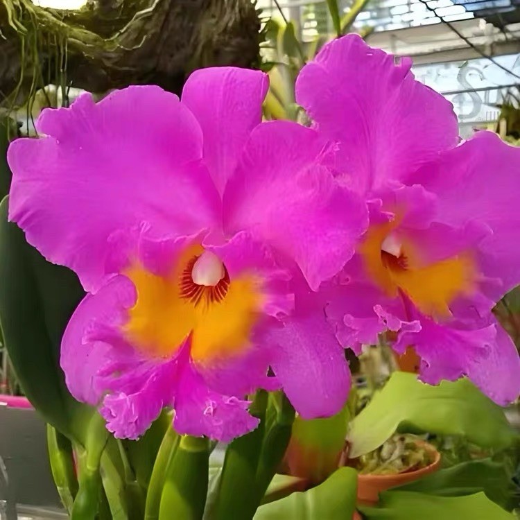 Rlc. Pink Empress ‘Bright Sun’ Large Pink Cattleya Orchid Blooming Size Plant