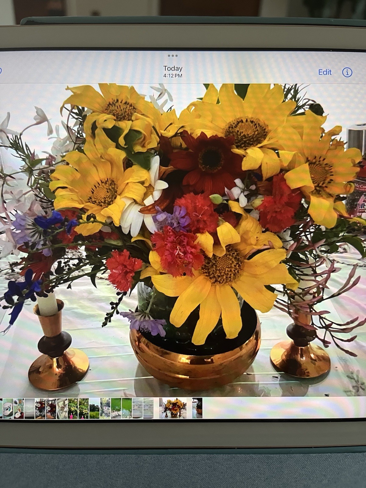 Perennial Organic Mexican Sunflower 10 Cuttings,freshly cut per Order