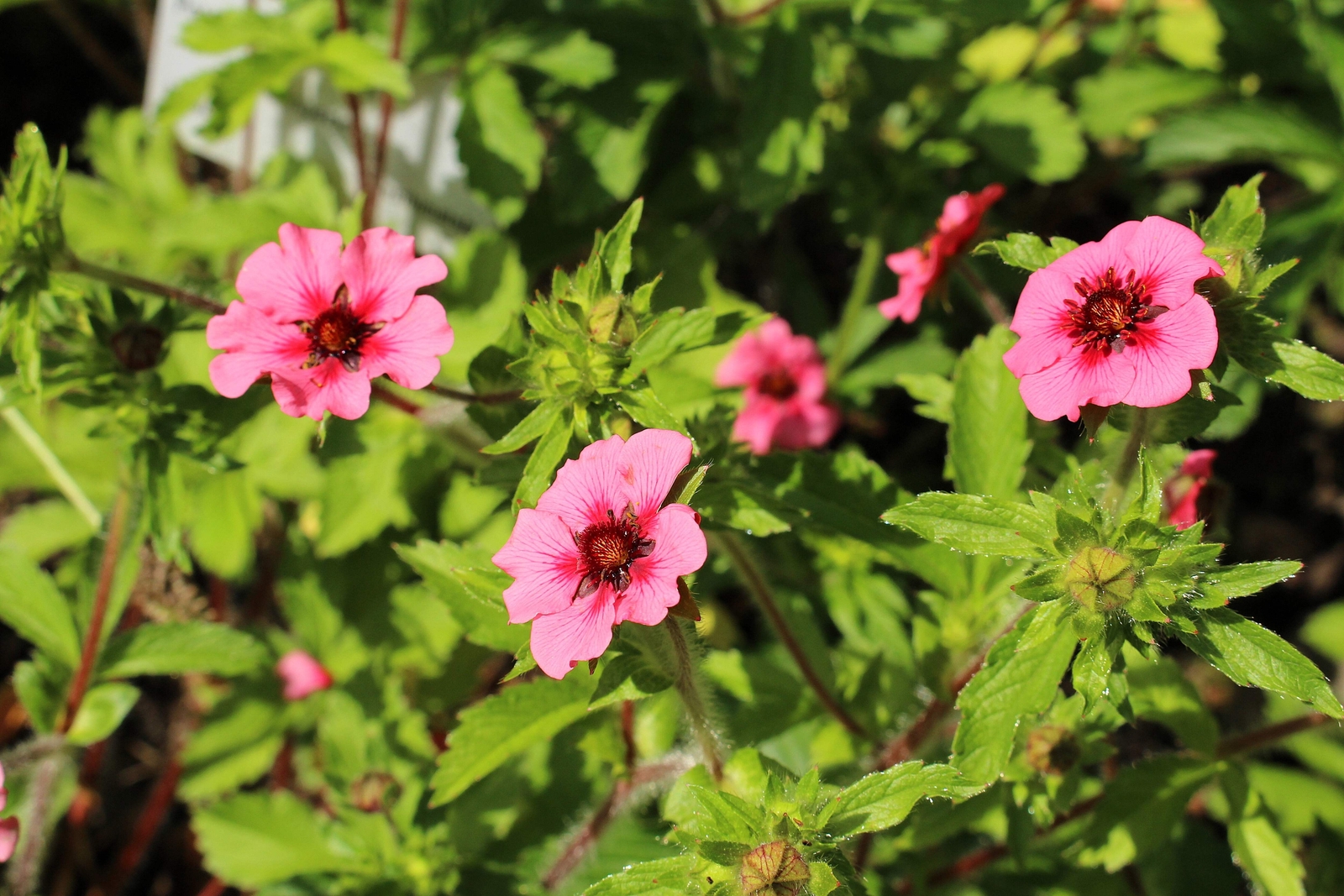 50 Nepal CINQUEFOIL / POTENTILLA Nepalensis Pink Red Flower Seeds *Comb S/H