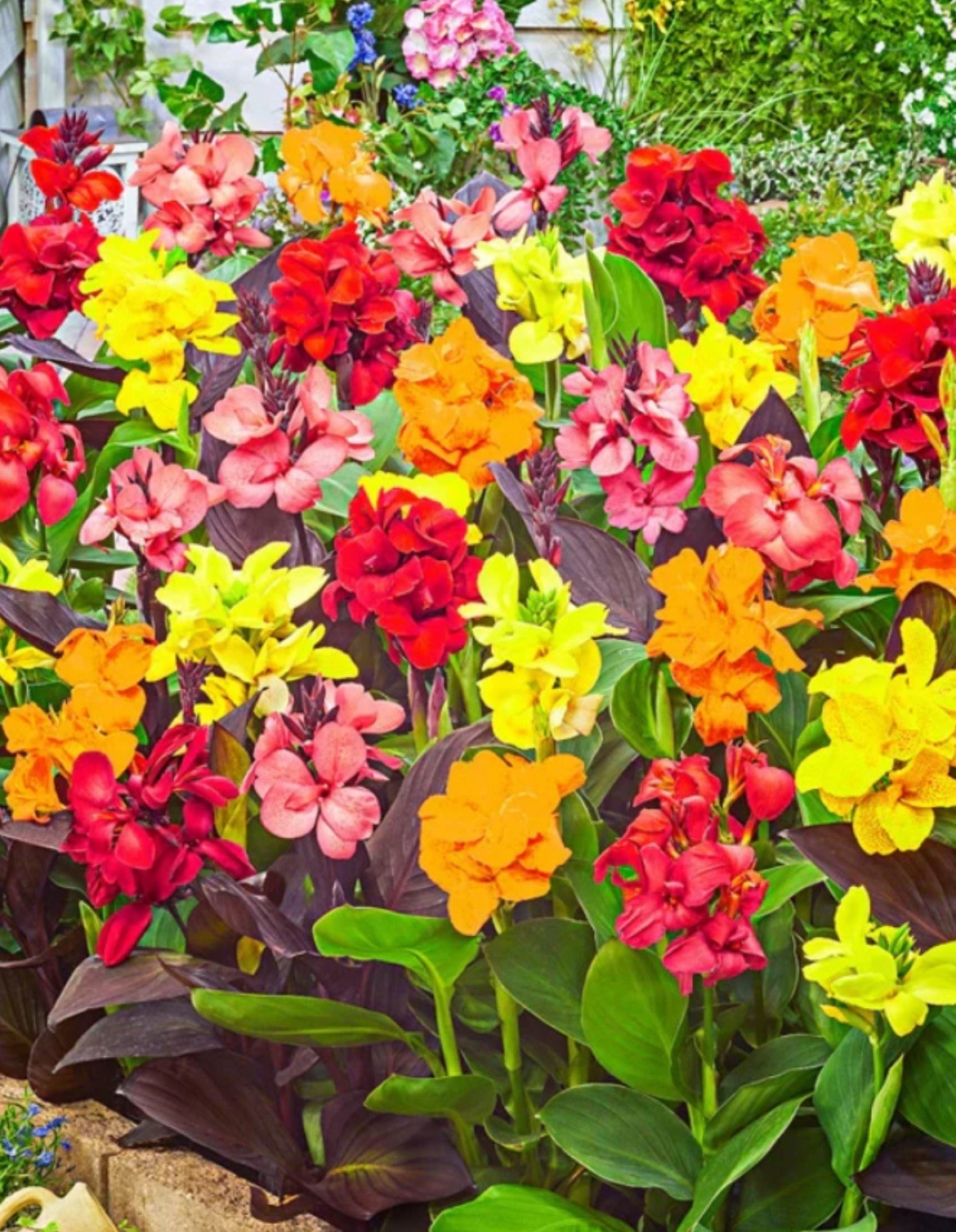 10 MIXED CANNA LILY Generalis Mix Colors Red Yellow orange Flower Seeds
