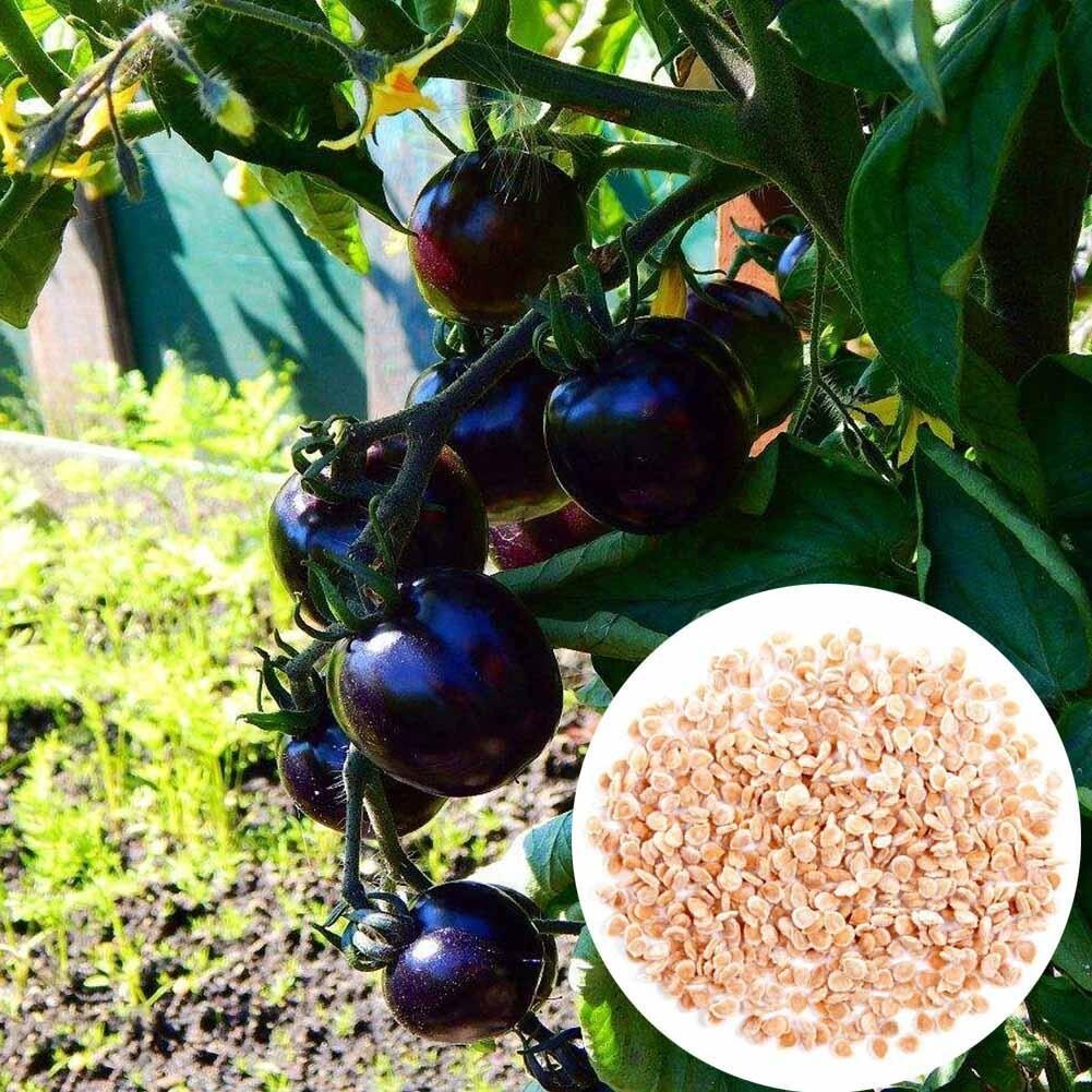 10+ EUROPEAN BLACK CHERRY TOMATO SEEDS – SWEET – HEIRLOOM -NON GMO – RARE -FRESH