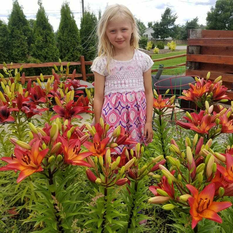 ROYAL SUNSET LILY FLOWER BULBS HARDY PERENNIAL PLANTS GROW 42″ TALL SUMMER BLOOM