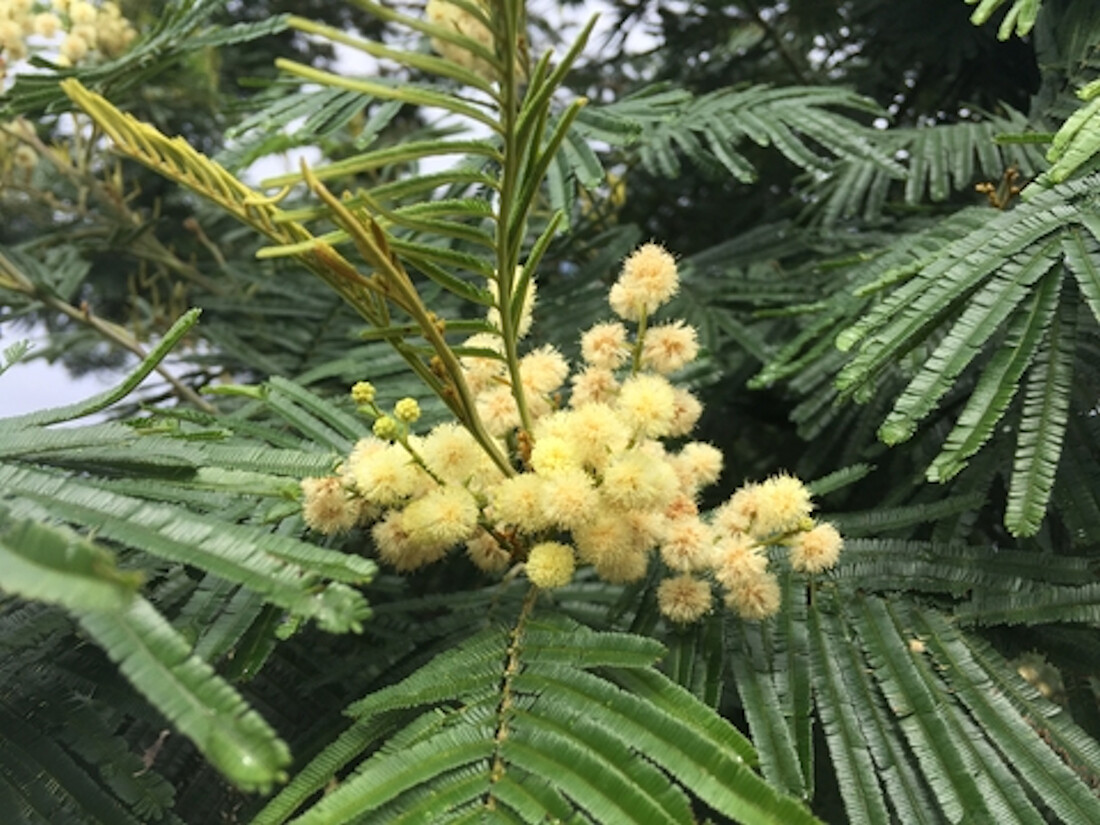 20 SEEDS -Late Black Wattle Tree Seed See Description Below Heirloom All Natural