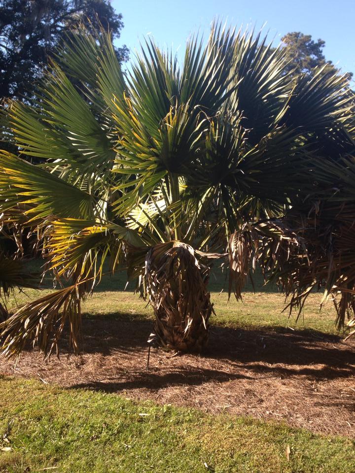 Sabal minor var. louisiana Seeds! Cold-Hardy, Trunking Palm Tree!