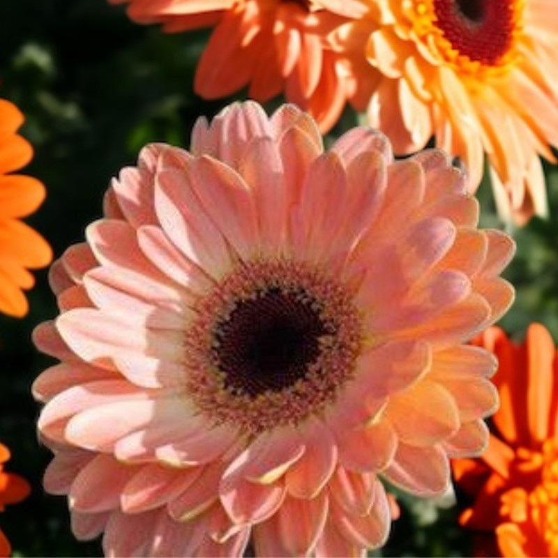 Gerbera Daisy Seeds 50+ Seeds Mum Flower, Flower Seeds, Annual, Flower Beds