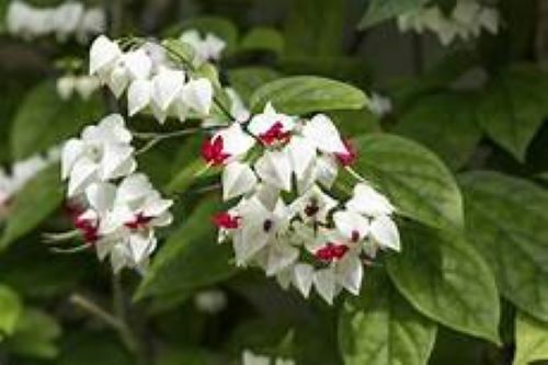 ~BLEEDING HEART~ Rooted Starter Plant~ Clerodendrum thomsonia~White & Red Blooms