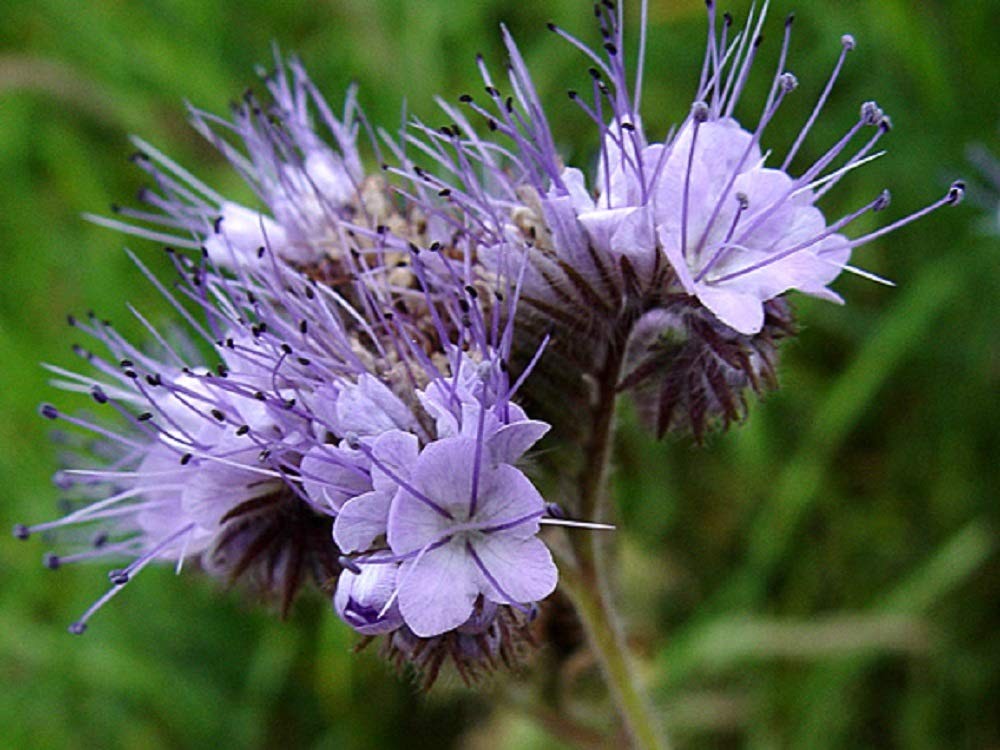 Lacy Phacelia Flower Seeds – Purple Tansy, Phacelia Tanacetifolia (100+)