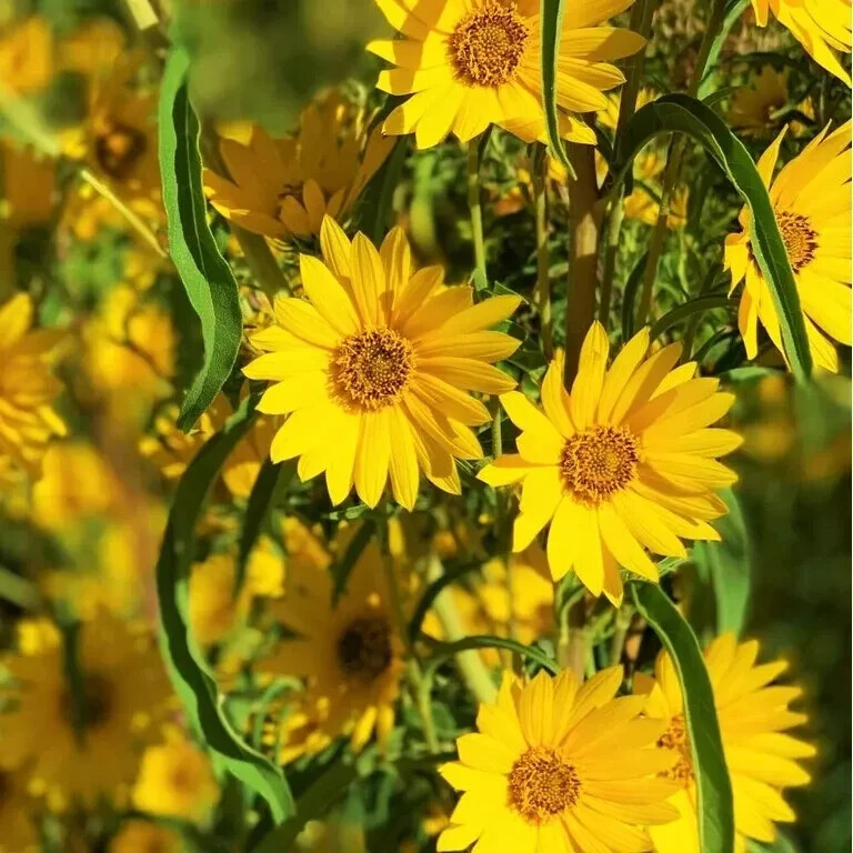 4+1 FREE Plants Black-Eyed Susan &Bright Yellow Flower July -Oct Perennial