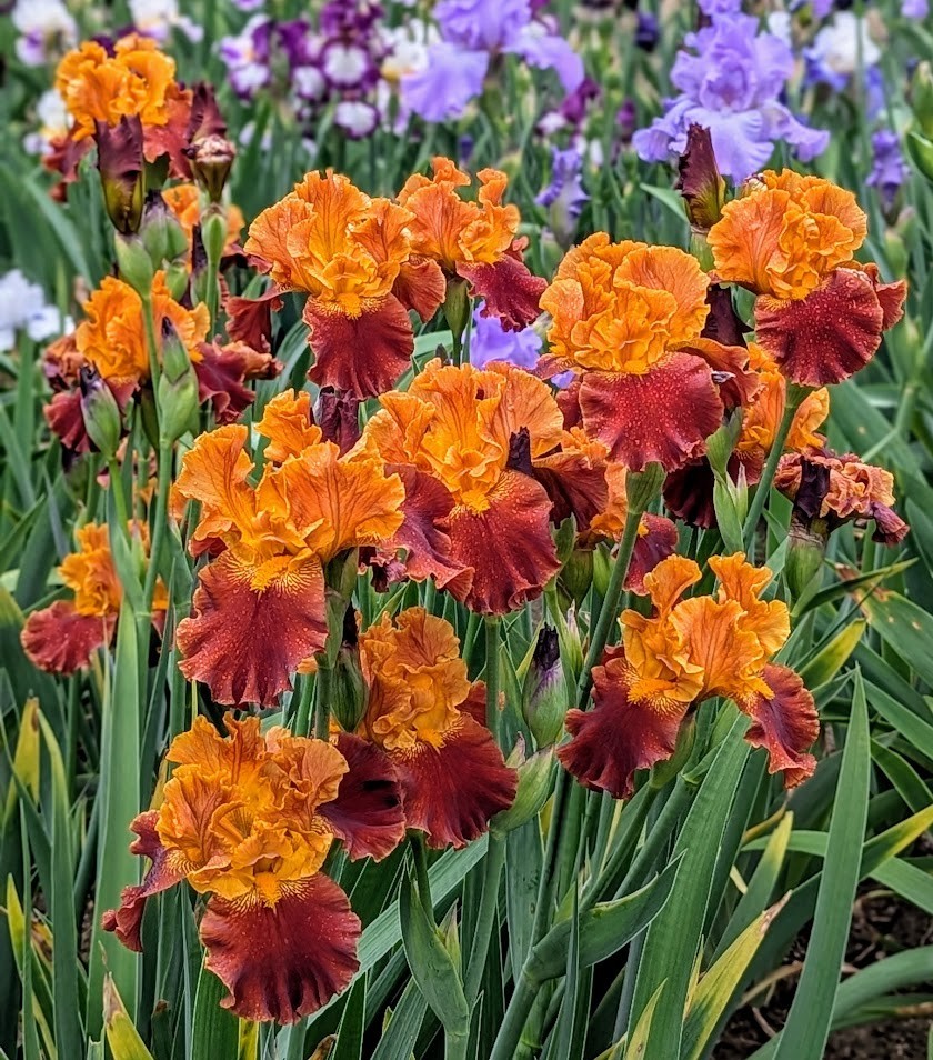‘Colorado Expressions’ ‘ ﻿ TB Bearded Iris Rhizome PRE-SALE to Ship Aug/Sept