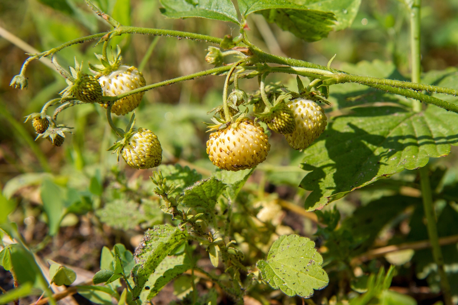 100 YELLOW WONDER STRAWBERRY Everbearing Heirloom Fragaria Vesca Fruit Seeds