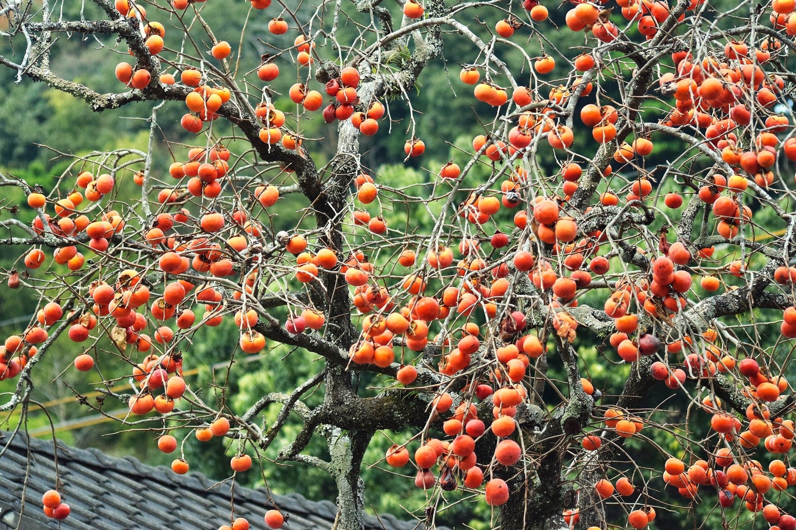 – Japanese Persimmon Tree Seeds – 10+ Count – for 2026 Planting Diospyros Kak…