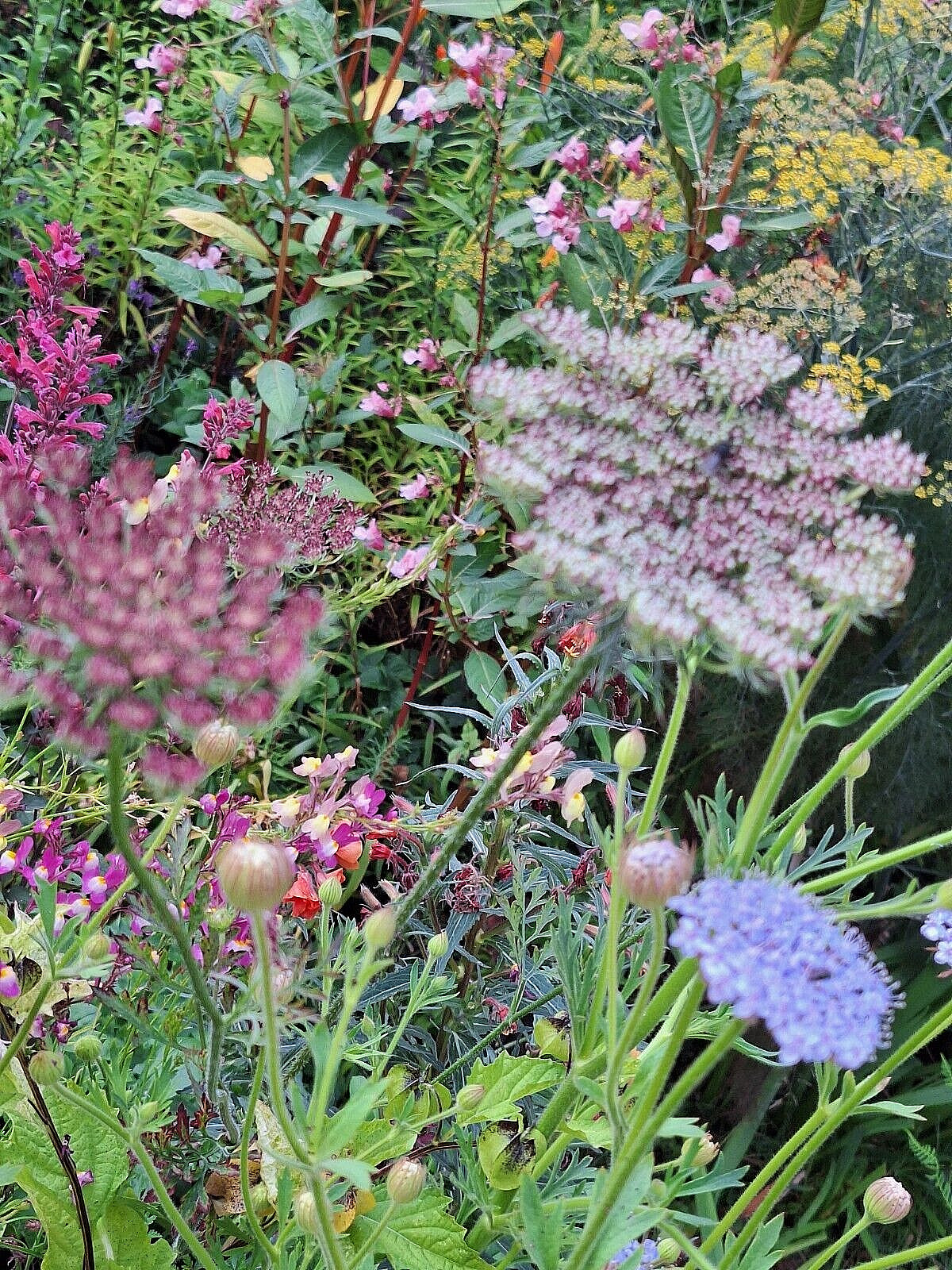 PURPLE AND PINK QUEEN ANNS LACE 100 SEEDS, DAUCUS CAROTA PURPURA