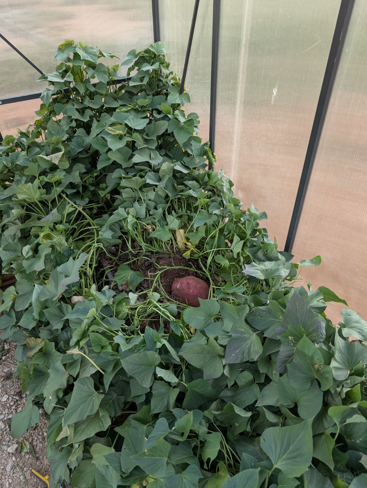 Japanese Sweet Potato Slips Rooted From Soil Reddish-pink Skin Yellow Flesh