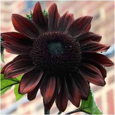 Chocolate Cherry Sunflower Seeds For Planting (Helianthus annuus)