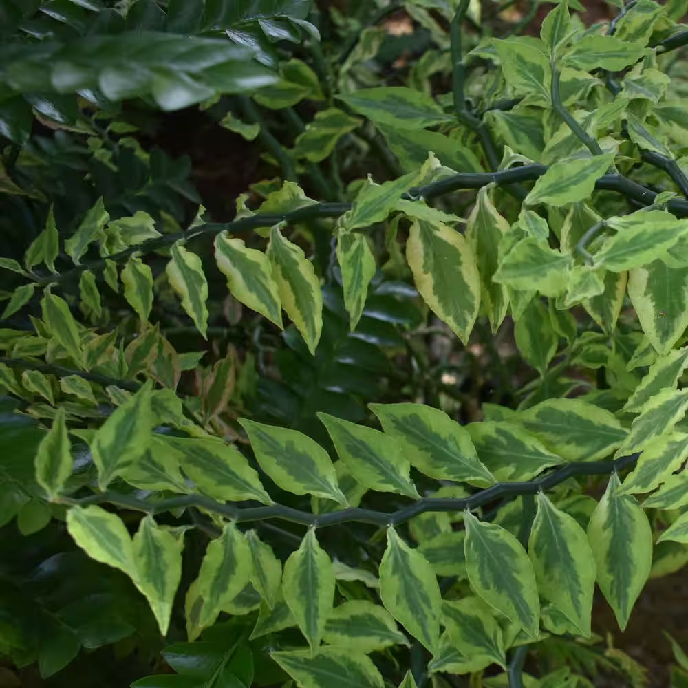 6 In. Pedilanthus Tith Variegated Plant in Grower Container