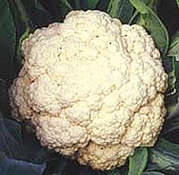 Cauliflower White Express Vegetable Seeds