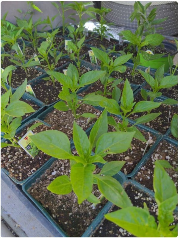 One Healthy Shishito Live Pepper Plants in 4″ Nursery Pot