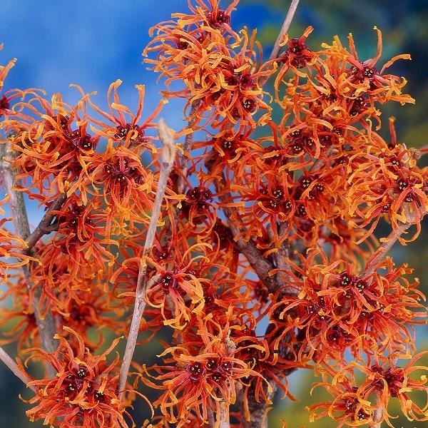 witch hazel well rooted plants