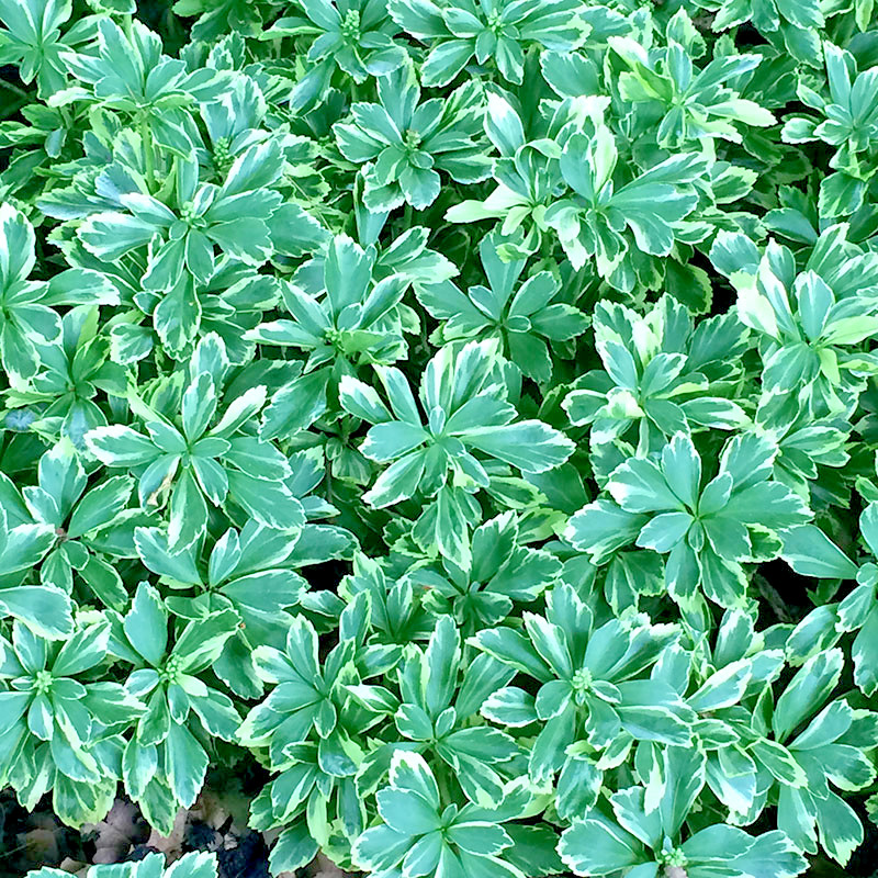 Pachysandra Variegated Silver Edge 25 Bare Root Plants