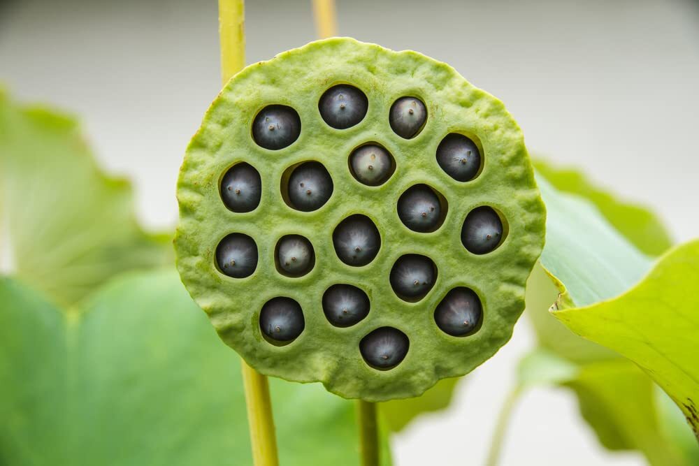 10 Lotus Seeds for Planting – Grow in a Bowl, Koi Pond, Outdoor Pond – Popular I