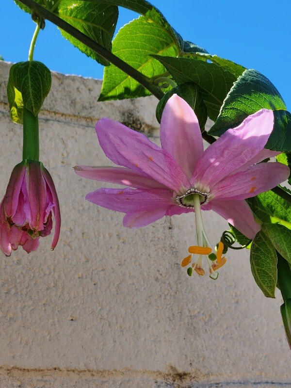 Rare Healthy 2 Bannana Passion Fruit Plants Vines Fast Growing Fruit Within Year