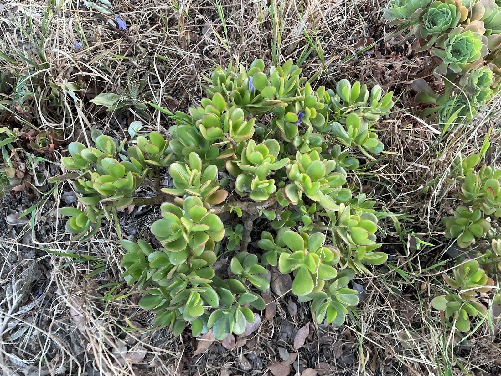 Healthy lush green Crassula Ovata Jade Plant cluster, Rooted 18” tall with roots