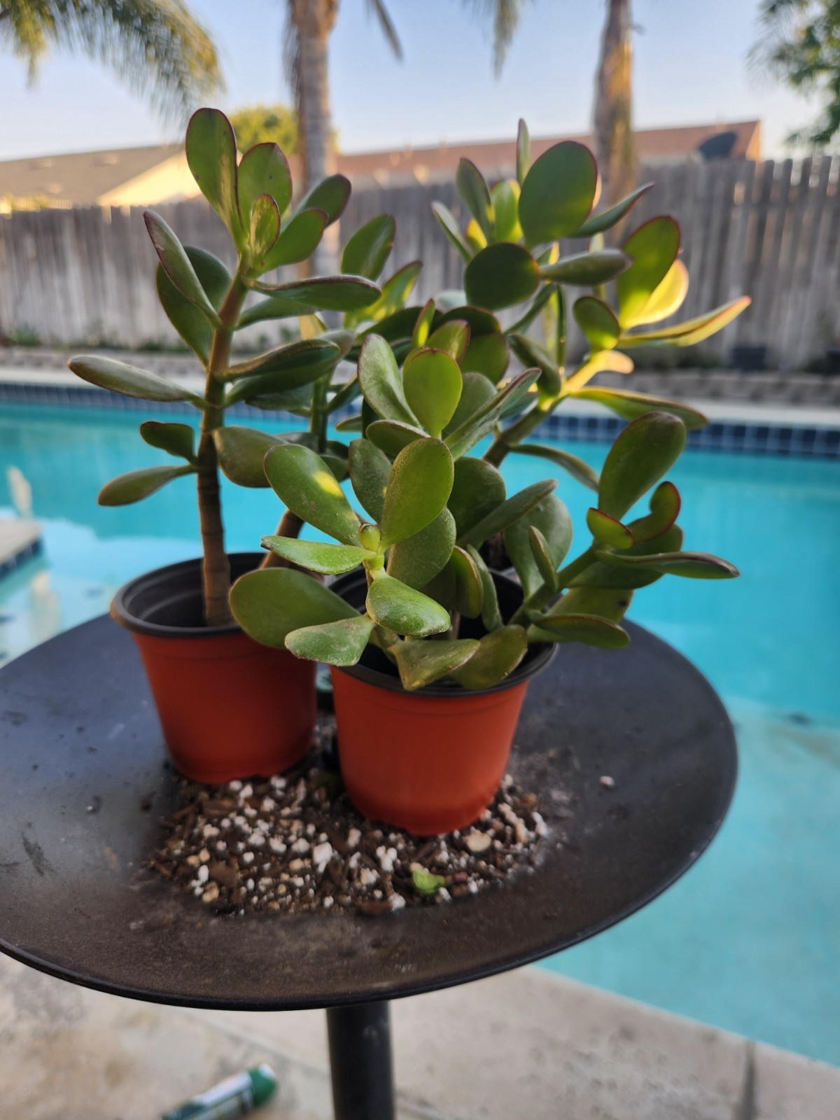Jade Plant Cuttings 3 Pack Of 5-6” rooted