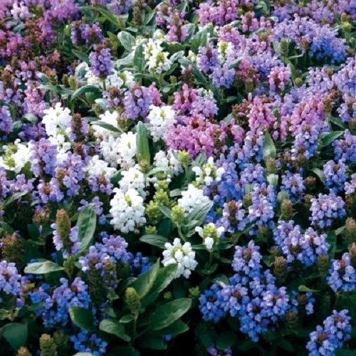 50 PAGODA MIX PRUNELLA Grandiflora Bigflower Selfheal Blue Pink etc Flower Seeds