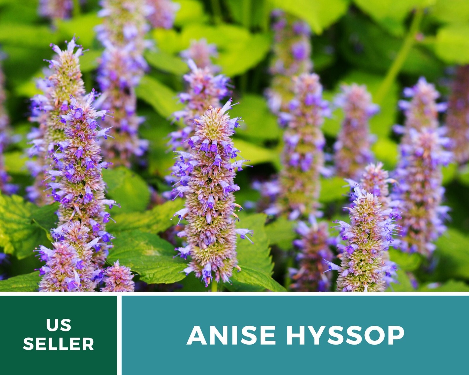Hyssop, Anise – 200 Seeds – Culinary & Medicinal Herb – Agastache foeniculum