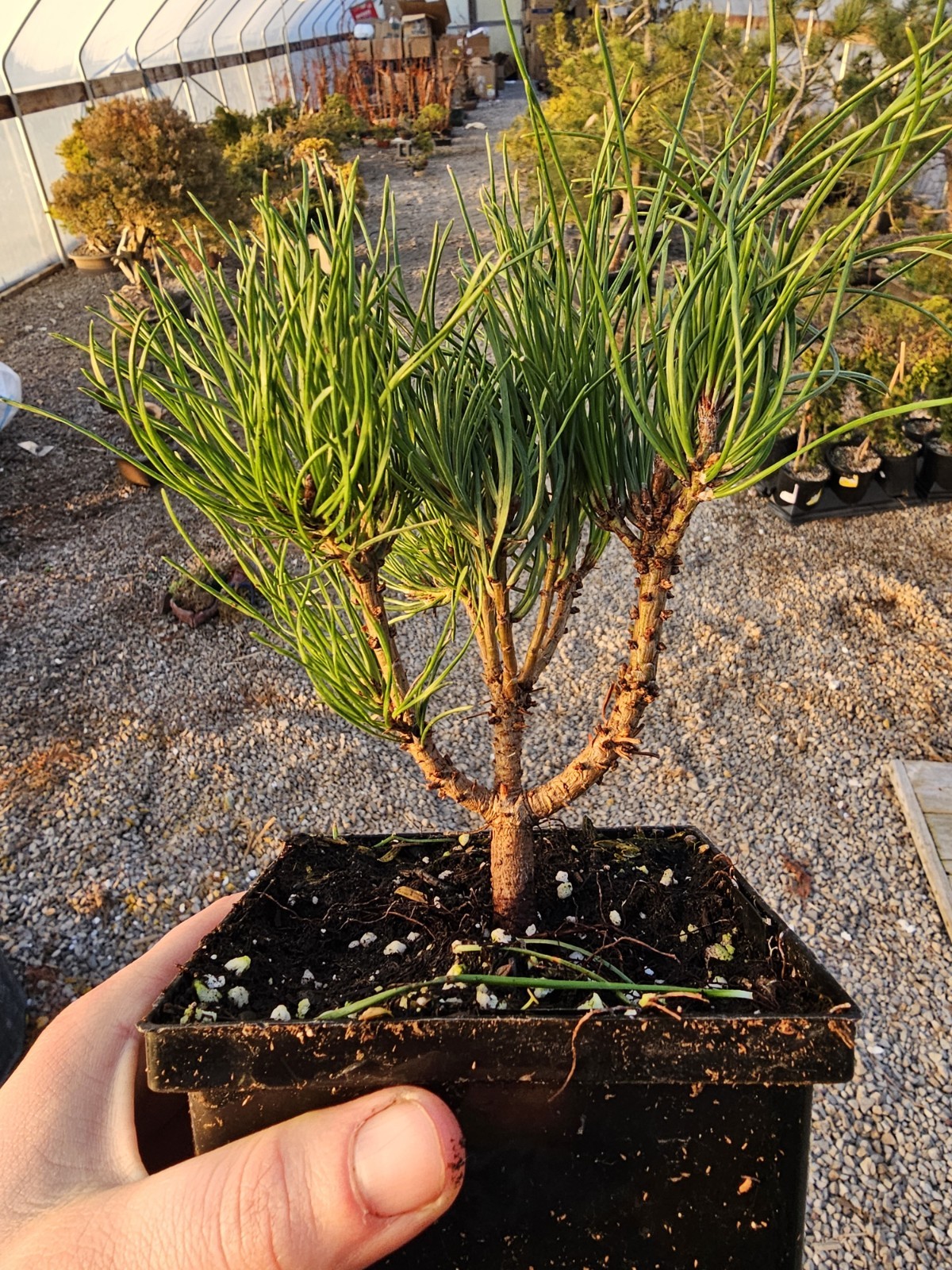 Mugo Pine Bonsai Prebonsai Tree Shohin Start In 4″ Plastic Pot