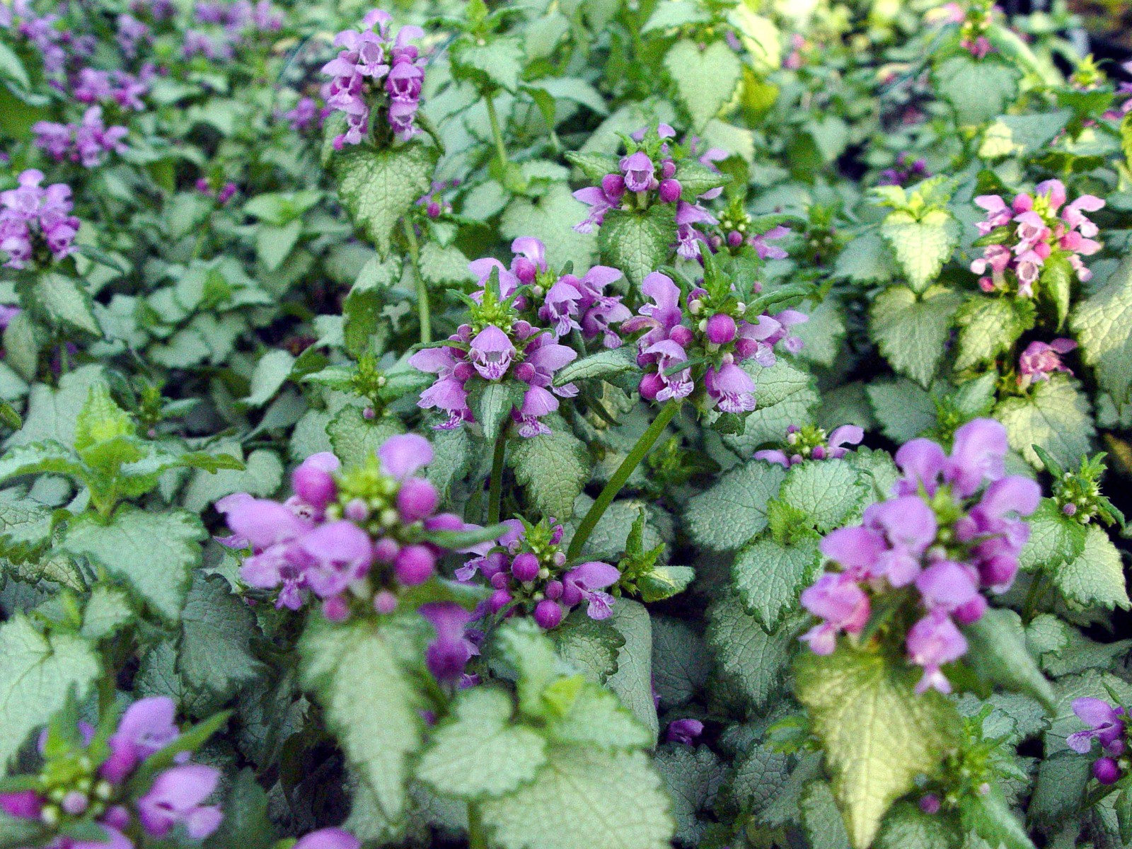 Green Promise Farms Lamium Orchid Frost Deadnettle Perennial Purple Flowers 1 –