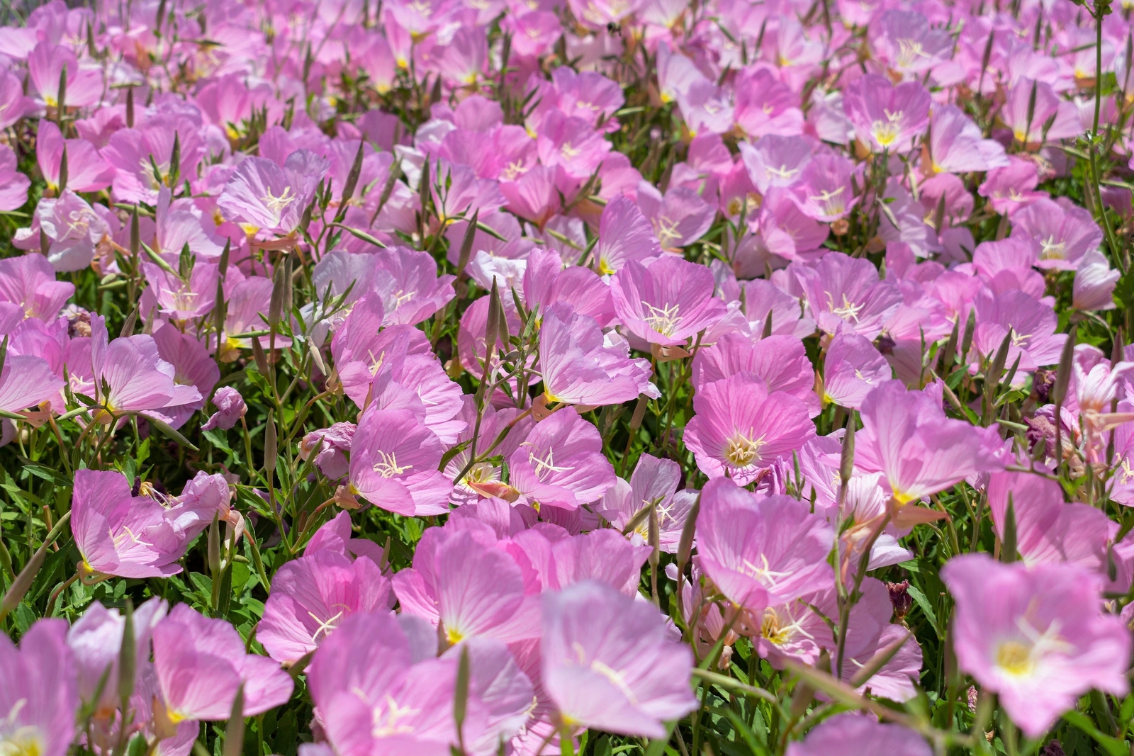 1000 Showy PINK EVENING PRIMROSE Pink Ladies Oenothera Speciosa Flower Seeds
