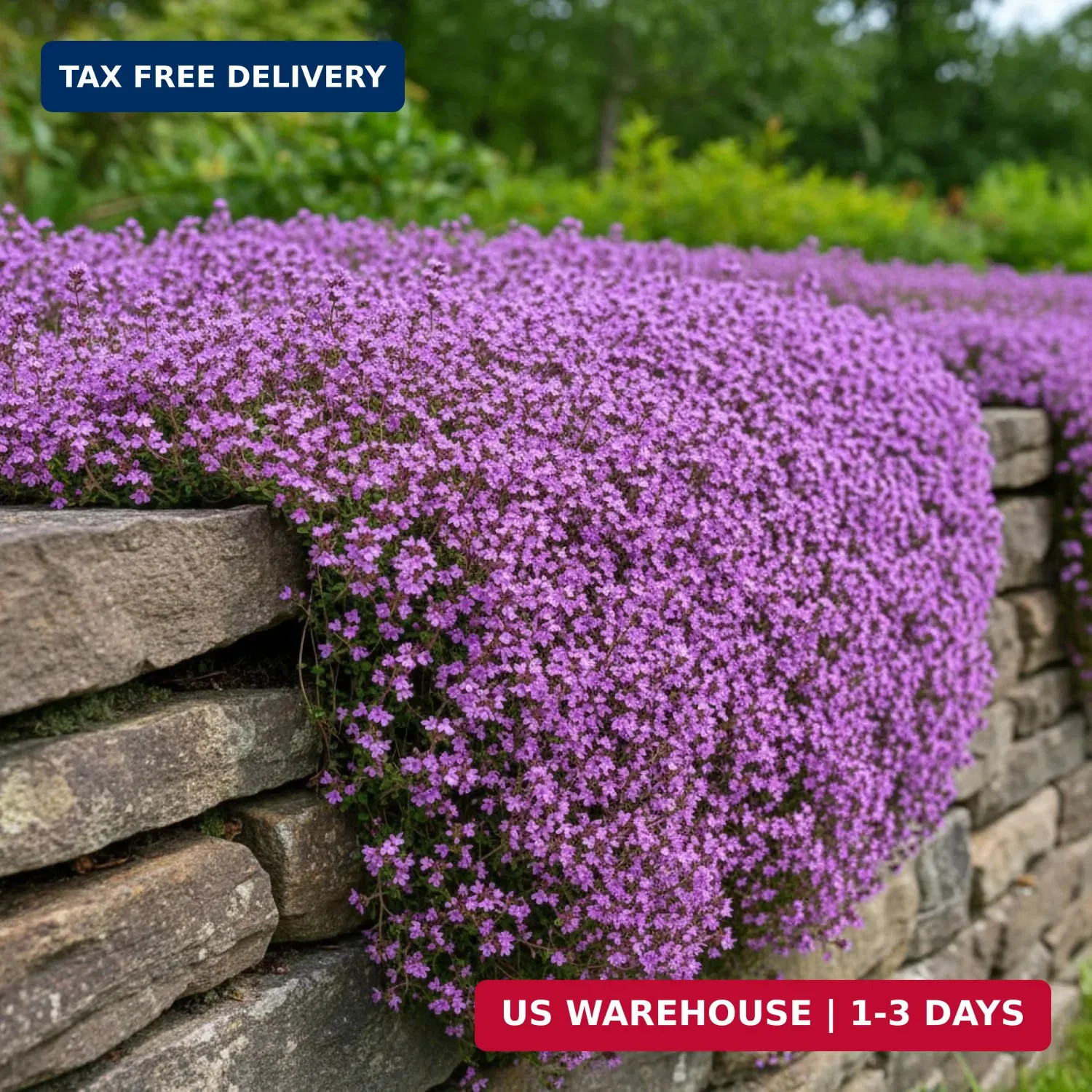 20,000+ Creeping Thyme Seeds Ground Cover, Non-GMO Perennial Flower Seeds, Hardy