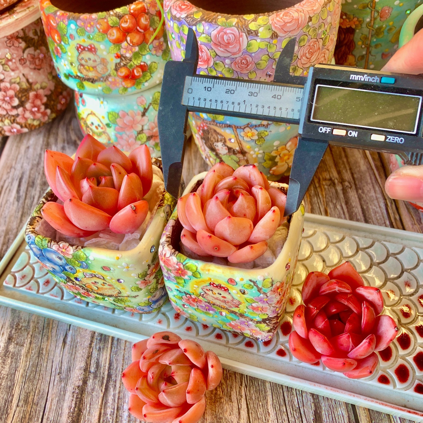 Rare Live Pink Champagne Succulents, Bare Root ，Wedding Favors, Indoor succulent