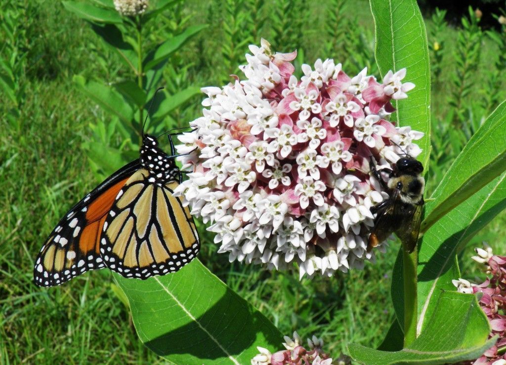 51+COMMON MILKWEED Seeds Native Wildflower Container Flower Garden Heat Cold