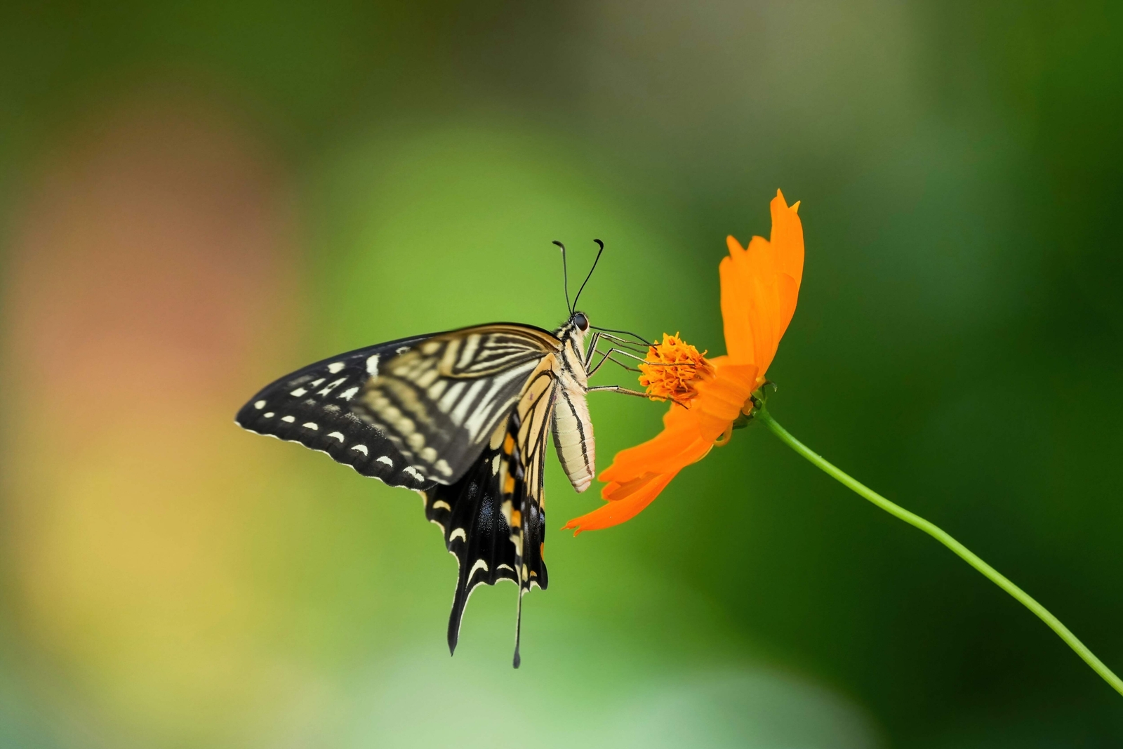 150 ORANGE SULPHUR COSMOS Klondike Sulphureus Seeds *Flat S/H